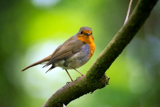 4 Consigli Per Creare Un Habitat Per Uccelli Nel Cortile
